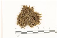 登錄號:B00019631藏品圖，第1張