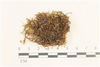 登錄號:B00019632藏品圖，第1張