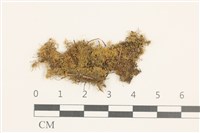 睫毛苔藏品圖，第1張