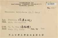 鞭苔藏品圖，第2張