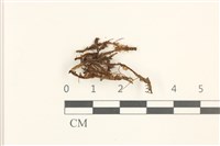鞭苔藏品圖，第1張