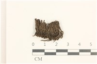 白鞭苔藏品圖，第1張