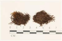 裂葉鞭苔藏品圖，第1張