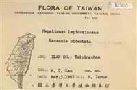雙齒鞭苔藏品圖，第2張