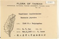 日本鞭苔藏品圖，第2張
