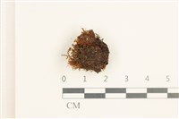 雙齒鞭苔藏品圖，第1張