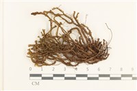 厚角鞭苔藏品圖，第1張