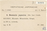 日本鞭苔藏品圖，第2張