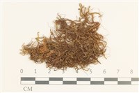 日本鞭苔藏品圖，第1張
