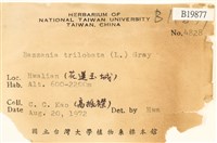 鞭苔藏品圖，第2張
