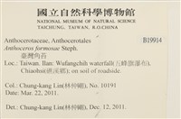 臺灣角苔藏品圖，第2張
