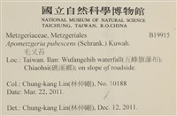 毛擬叉苔藏品圖，第2張
