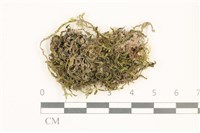 毛擬叉苔藏品圖，第1張