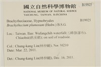 羽枝青蘚藏品圖，第2張