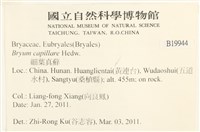 細葉真蘚藏品圖，第2張