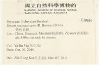 紫色真蘚藏品圖，第2張