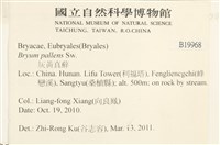灰黃真蘚藏品圖，第2張