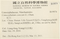 蛇苔藏品圖，第2張