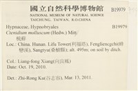 柔軟櫛葉蘚藏品圖，第2張