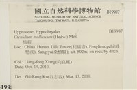 柔軟櫛葉蘚藏品圖，第2張