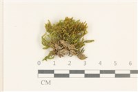 柔軟櫛葉蘚藏品圖，第1張