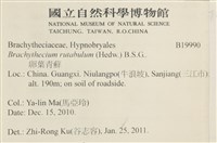 卵葉青蘚藏品圖，第2張