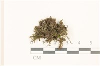 登錄號:B00019999藏品圖，第1張