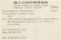 蛇苔藏品圖，第2張