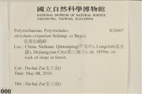 卷葉仙鶴蘚藏品圖，第2張