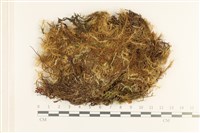 登錄號:B00020009藏品圖，第1張