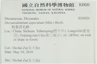 粗毛青毛蘚藏品圖，第2張