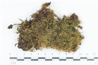 粗毛青毛蘚藏品圖，第1張
