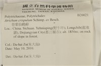 卷葉仙鶴蘚藏品圖，第2張