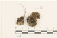 登錄號:B00020038藏品圖，第1張
