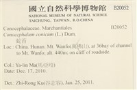 蛇苔藏品圖，第2張