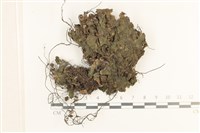 蛇苔藏品圖，第1張