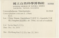 蛇苔藏品圖，第2張