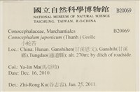 日本蛇苔藏品圖，第2張