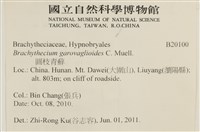 圓枝青蘚藏品圖，第2張