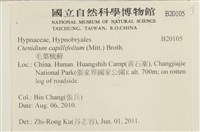 細葉櫛葉蘚, 毛葉梳蘚藏品圖，第2張