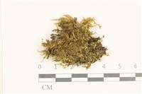 細葉櫛葉蘚, 毛葉梳蘚藏品圖，第1張
