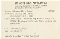 東亞小錦蘚藏品圖，第2張