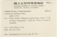 鈍瓣大萼苔藏品圖，第2張
