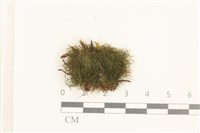 鈍瓣大萼苔藏品圖，第1張