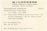 東亞小錦蘚藏品圖，第2張
