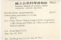 多胞裂萼苔藏品圖，第2張