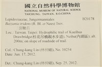 鞭苔,三裂鞭苔藏品圖，第2張