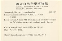 花錦蘚藏品圖，第2張