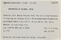 小牛舌蘚藏品圖，第2張