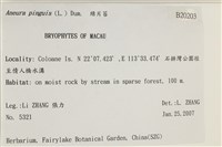 綠片苔藏品圖，第2張